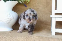 Remi, a female Poodle - Toy  for sale in Conway, AR – 2 of 5