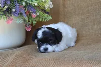 Oscar, a male Cavapoo for sale in Conway, AR – 4 of 5
