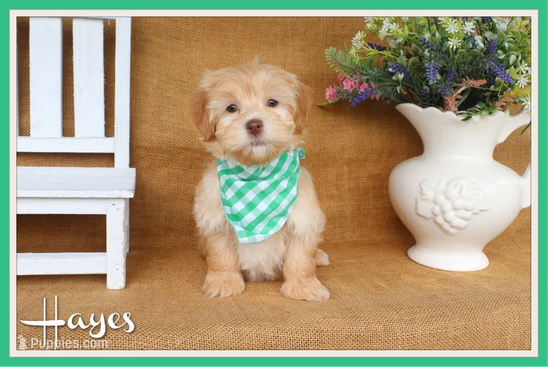 Hayes – Havanese puppy for sale in Conway, AR