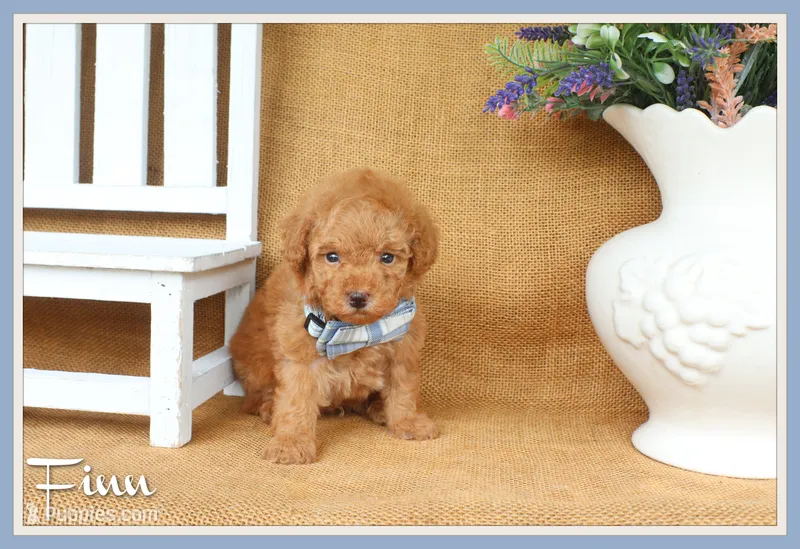 Finn – Poodle - Toy  puppy for sale in Conway, AR
