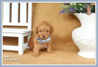 Finn, a male Poodle - Toy  for sale in Conway, AR – 1 of 5