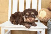 Harrison, a male Havanese for sale in Conway, AR – Photo 3 of 7