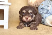 Harrison, a male Havanese for sale in Conway, AR – Photo 2 of 7