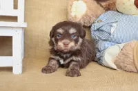 Harrison, a male Havanese for sale in Conway, AR – Photo 7 of 7