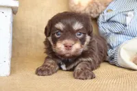 Harrison, a male Havanese for sale in Conway, AR – Photo 4 of 7