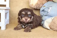 Harrison, a male Havanese for sale in Conway, AR – Photo 5 of 7