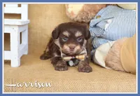 Harrison, a male Havanese for sale in Conway, AR – Photo 1 of 7