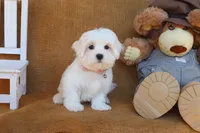 Mason, a male Maltese for sale in Conway, AR – 2 of 5
