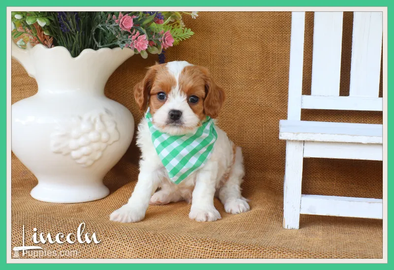 Lincoln – Cavapoo puppy for sale in Conway, AR