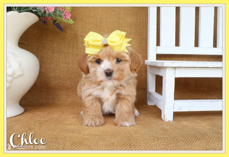 Chloe – Havapoo puppy for sale in Conway, AR
