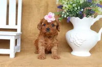 Brooklyn, a female Cavapoo for sale in Conway, AR – 2 of 5