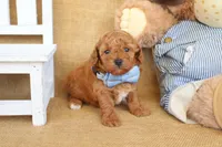 Tanner, a male Poodle - Miniature  for sale in Conway, AR – Photo 4 of 6