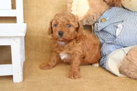 Tanner, a male Poodle - Miniature  for sale in Conway, AR – Photo 6 of 6