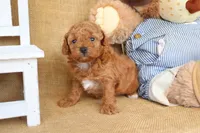 Tanner, a male Poodle - Miniature  for sale in Conway, AR – Photo 5 of 6