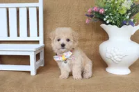 Jonah, a male Poochon for sale in Conway, AR – 2 of 5