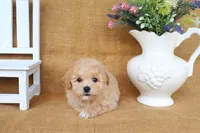 June, a female Poochon for sale in Conway, AR – 5 of 5