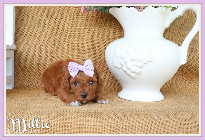 Millie – Maltipoo puppy for sale in Conway, AR