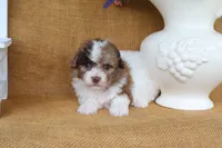 Dylan, a male Poodle - Toy  for sale in Conway, AR – 4 of 4