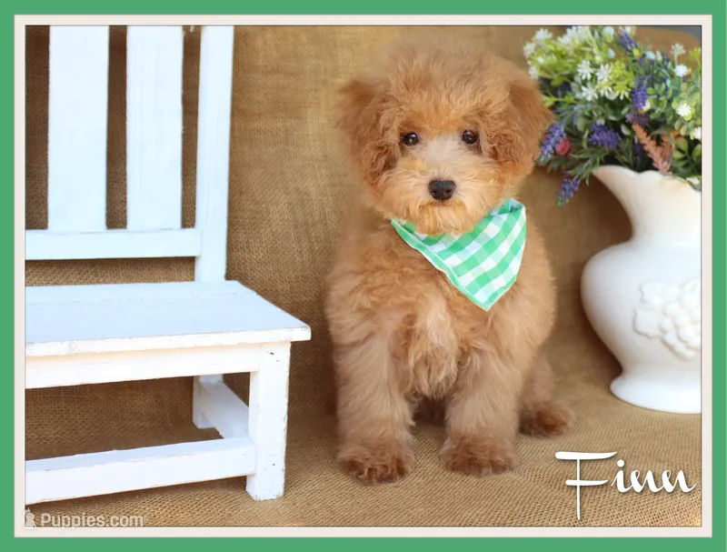 Finn – Poodle - Toy  puppy for sale in Conway, AR