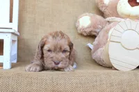 Cleo, a female Cockapoo for sale in Conway, AR – 2 of 4