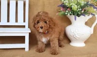 Franklin, a male Poodle - Toy  for sale in Conway, AR – 2 of 3