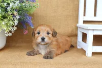 Hudson, a male Havanese for sale in Conway, AR – 5 of 5