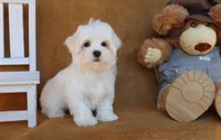 Mason, a male Maltese for sale in Conway, AR – 5 of 5