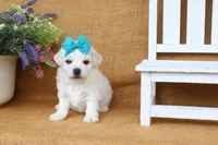 Aurora, a female Bichon Frise for sale in Conway, AR – 5 of 7