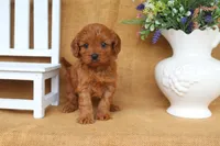 Brody, a male Cavapoo for sale in Conway, AR – 2 of 5