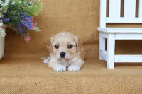 Tilly, a female Cavachon for sale in Conway, AR – 5 of 5