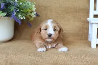Harmony, a female Havanese for sale in Conway, AR – 3 of 6