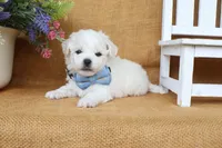 Aiden, a male Bichon Frise for sale in Conway, AR – 3 of 7