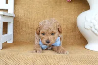 Charlie, a male Poodle - Toy  for sale in Conway, AR – 4 of 5