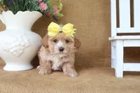 Chloe, a female Havapoo for sale in Conway, AR – 4 of 4