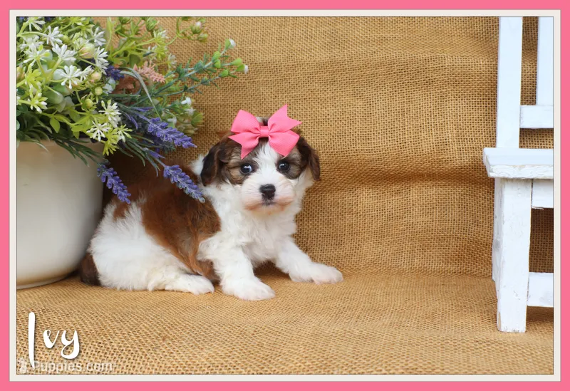 Ivy – Cavapoo puppy for sale in Conway, AR