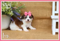 Ivy, a female Cavapoo for sale in Conway, AR – 1 of 5
