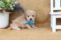 Jude, a male Poochon for sale in Conway, AR – 4 of 5