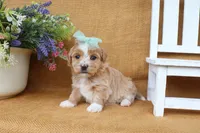 Haven, a female Havanese for sale in Conway, AR – 4 of 7
