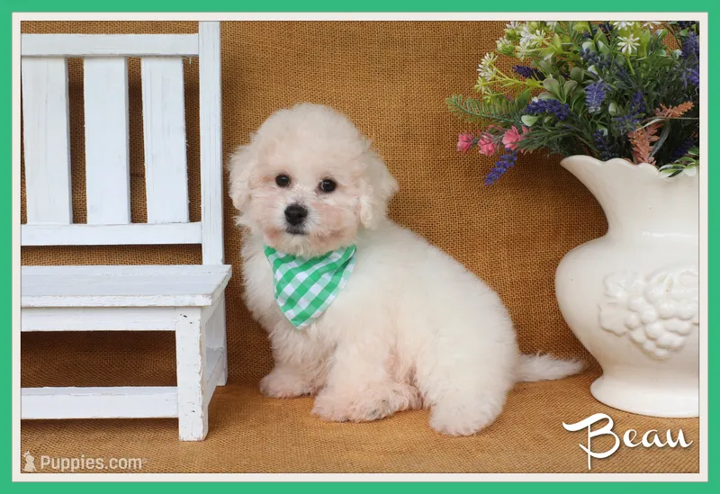 Beau – Bichon Frise puppy for sale in Conway, AR