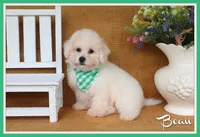 Beau, a male Bichon Frise for sale in Conway, AR – 1 of 8