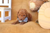 Jasper, a male Poodle - Toy  for sale in Conway, AR – 4 of 5