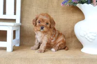Lucy, a female Cavapoo for sale in Conway, AR – 4 of 4