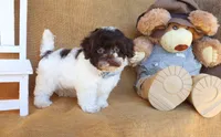 Otis, a male Cavapoo for sale in Conway, AR – 4 of 5