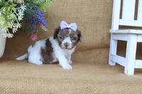 Kate, a female Cavapoo for sale in Conway, AR – 4 of 7