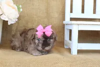 Gracie, a female Poodle - Toy  for sale in Conway, AR – Photo 6 of 6