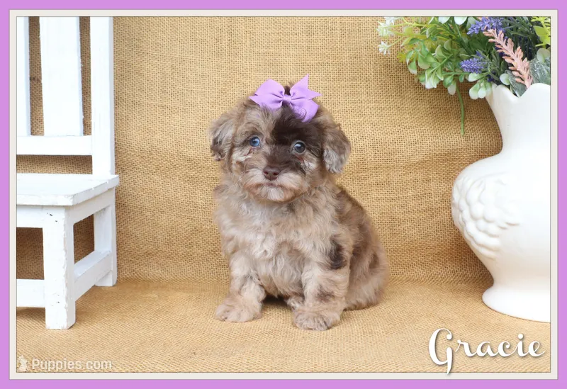Gracie – Poodle - Toy  puppy for sale in Conway, AR