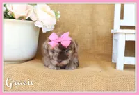 Gracie, a female Poodle - Toy  for sale in Conway, AR – Photo 1 of 6