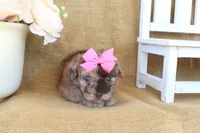 Gracie, a female Poodle - Toy  for sale in Conway, AR – Photo 2 of 6