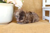 Gracie, a female Poodle - Toy  for sale in Conway, AR – Photo 5 of 6