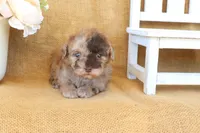 Gracie, a female Poodle - Toy  for sale in Conway, AR – Photo 3 of 6